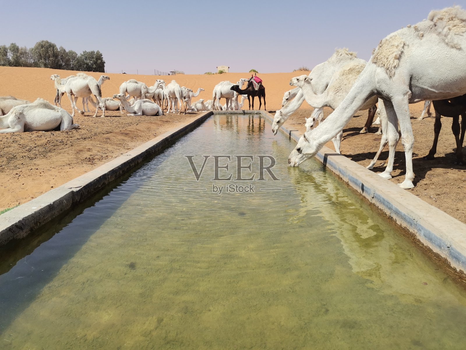 沙特阿拉伯北部沙漠沙丘照片摄影图片