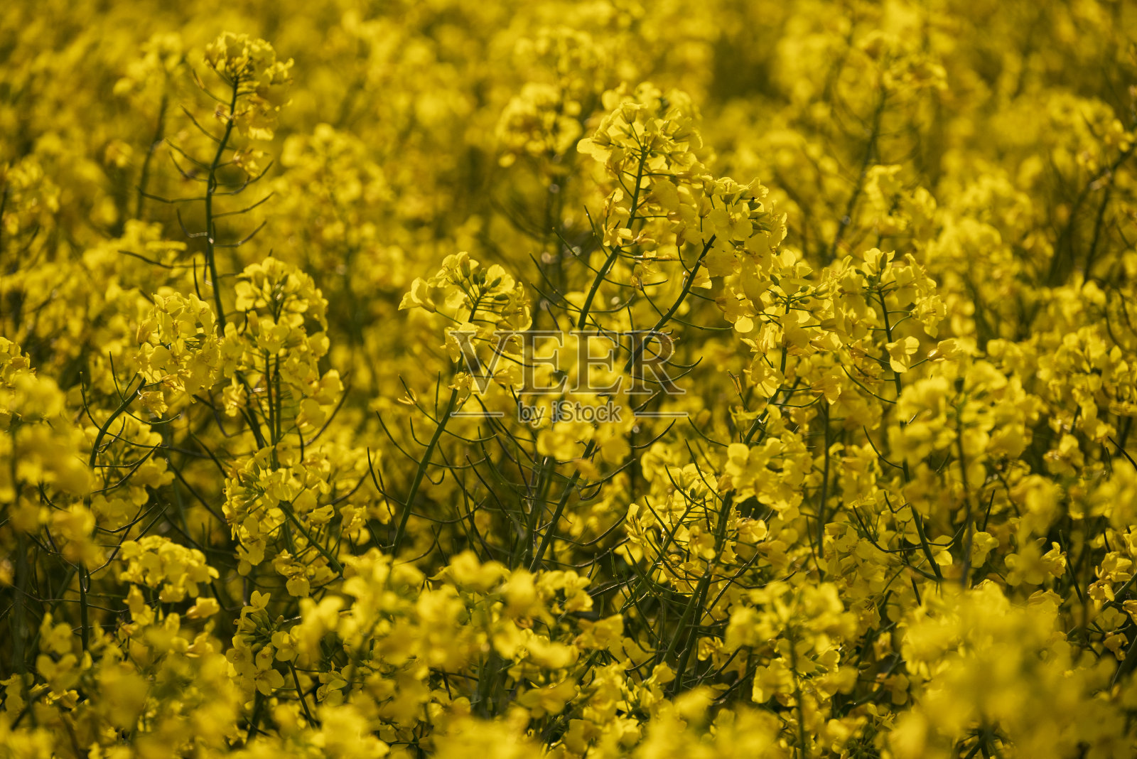 德国条托堡森林，盛开的油菜地照片摄影图片