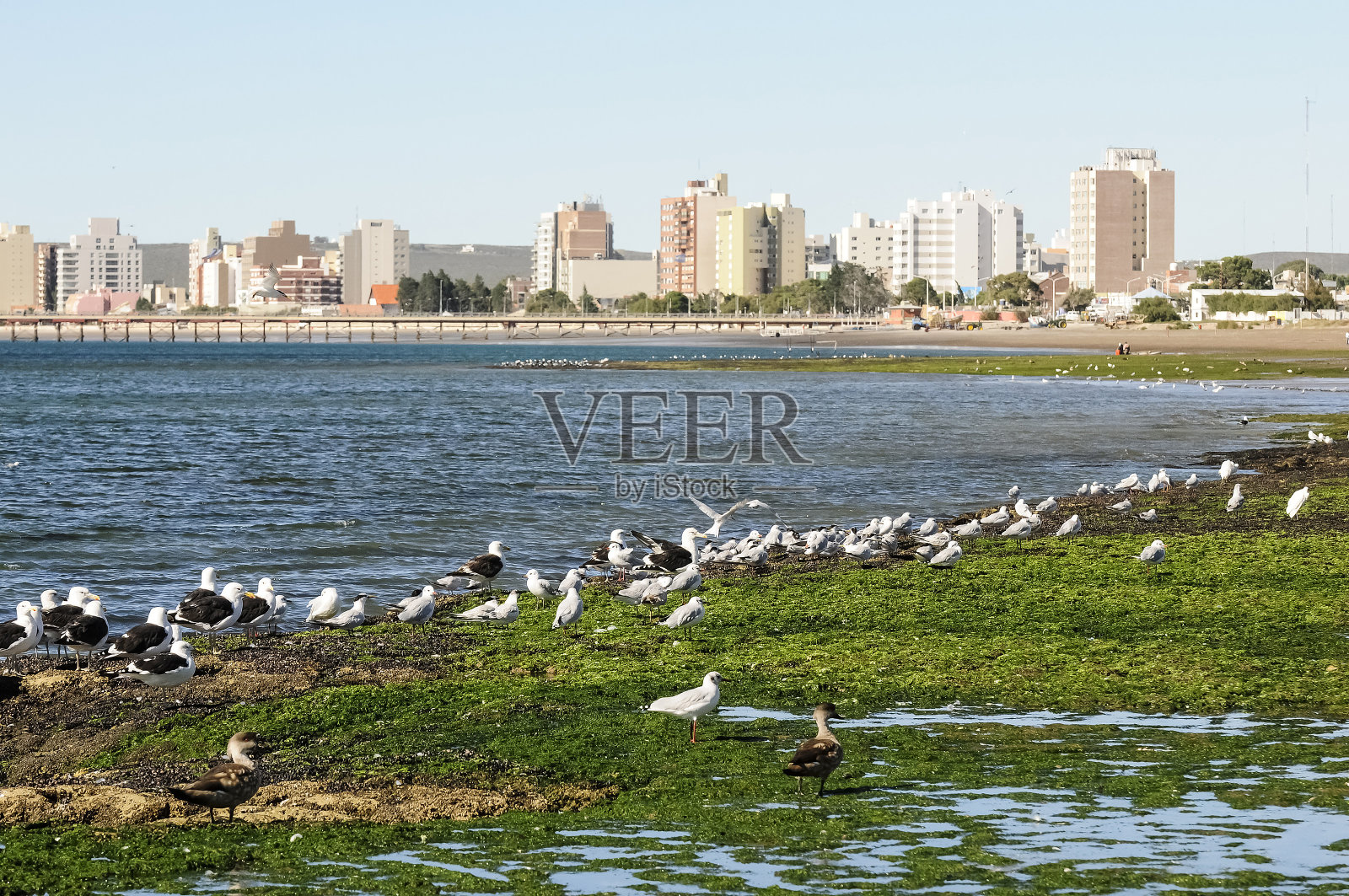 塔拉塞斯·沙维森西斯照片摄影图片