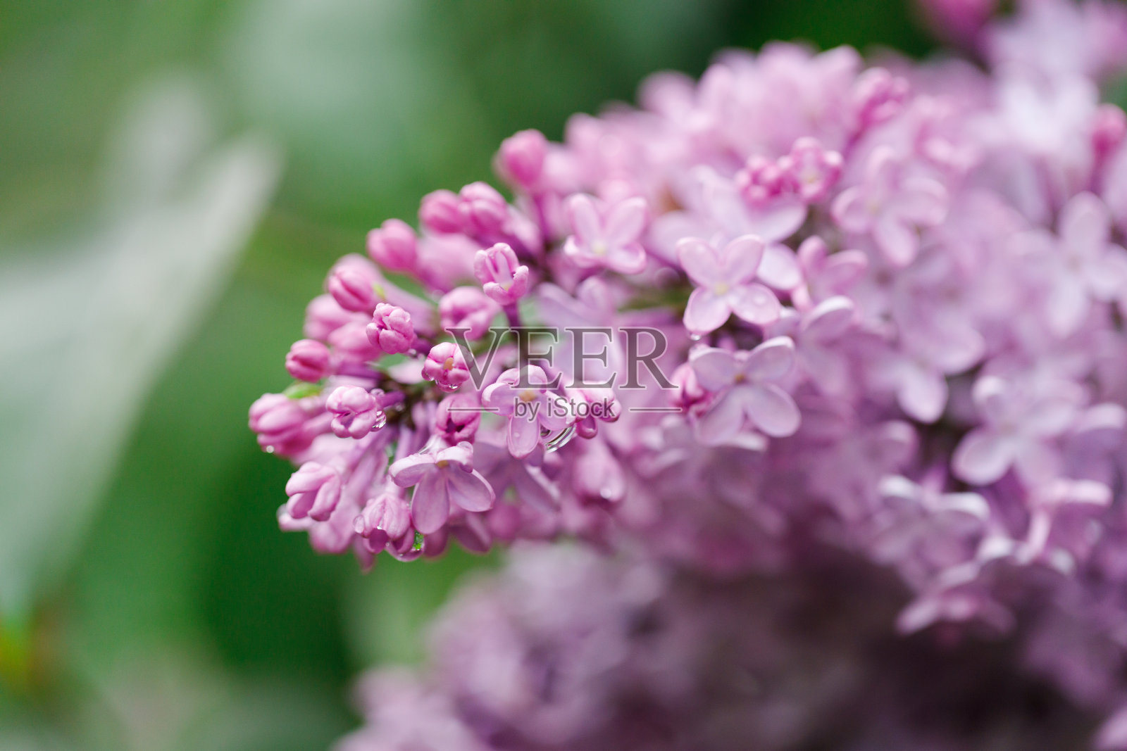 在春天盛开的紫丁香花。照片摄影图片