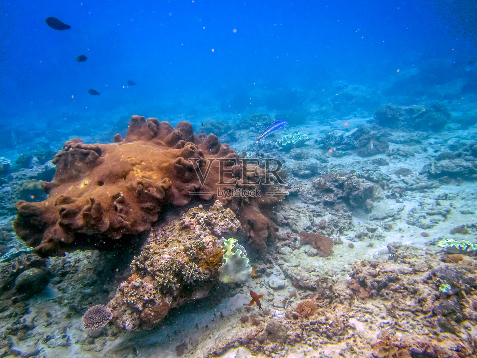 珊瑚礁与珊瑚在海洋中照片摄影图片