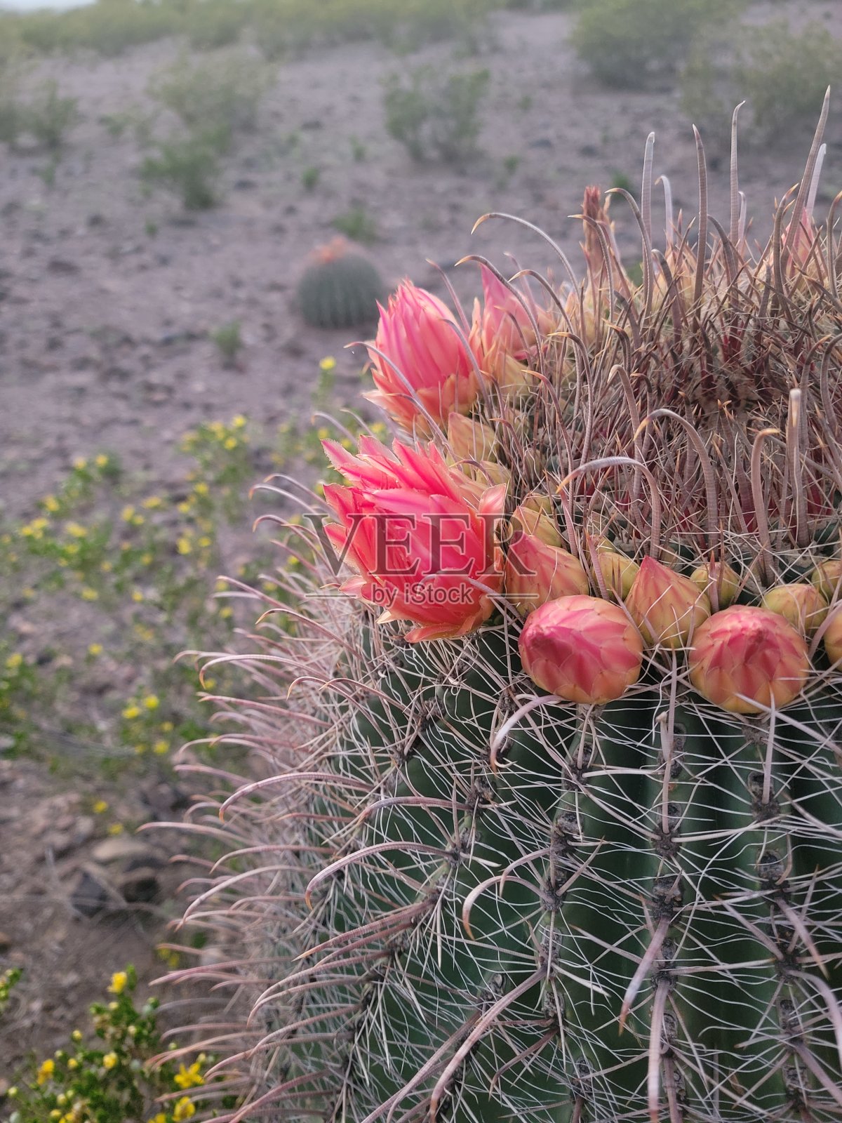 仙人掌照片摄影图片