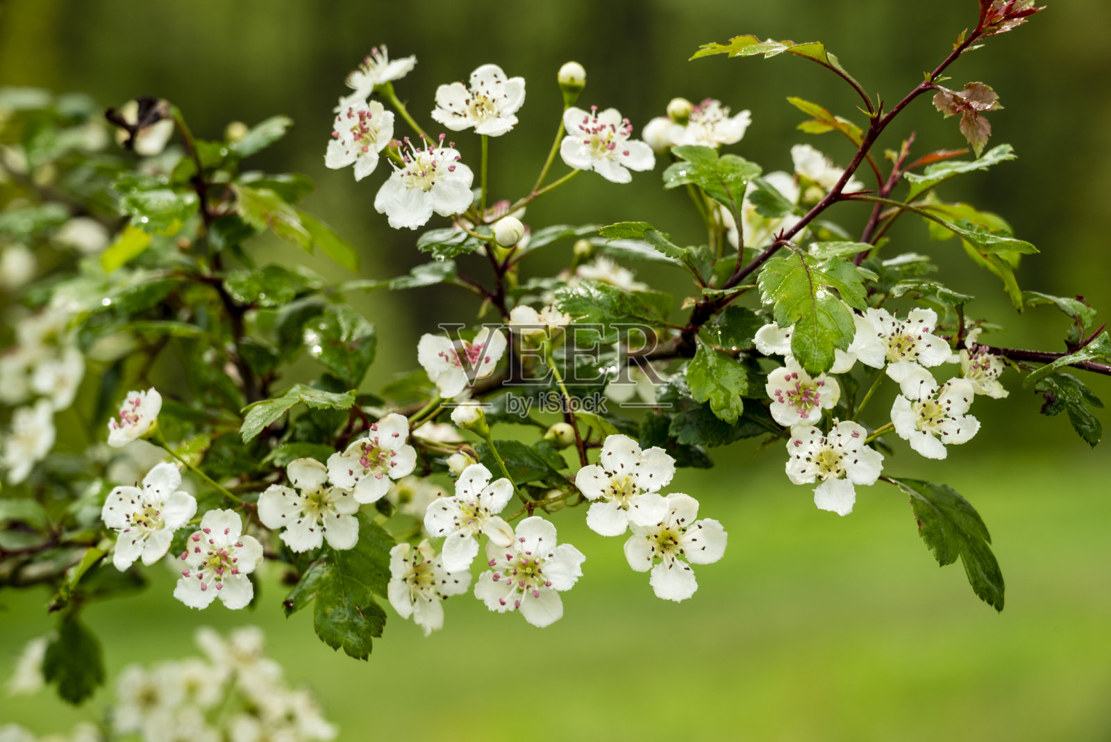 果树开花，可能是苹果或樱桃树，德国照片摄影图片
