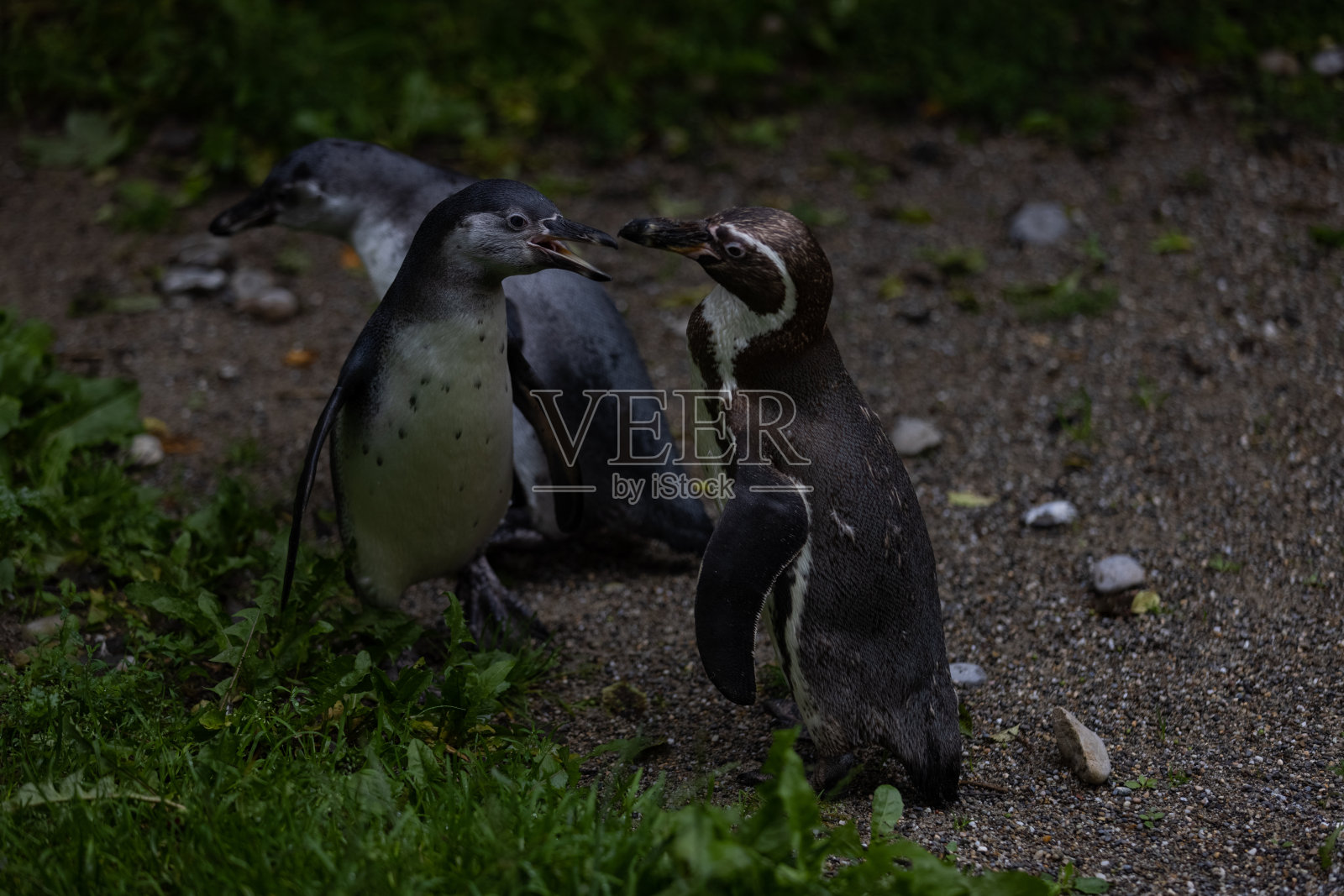 一些非常可爱的企鹅在一起玩耍，在公园里散步。这是一个很棒的企鹅家族，它们互相寻找食物。照片摄影图片