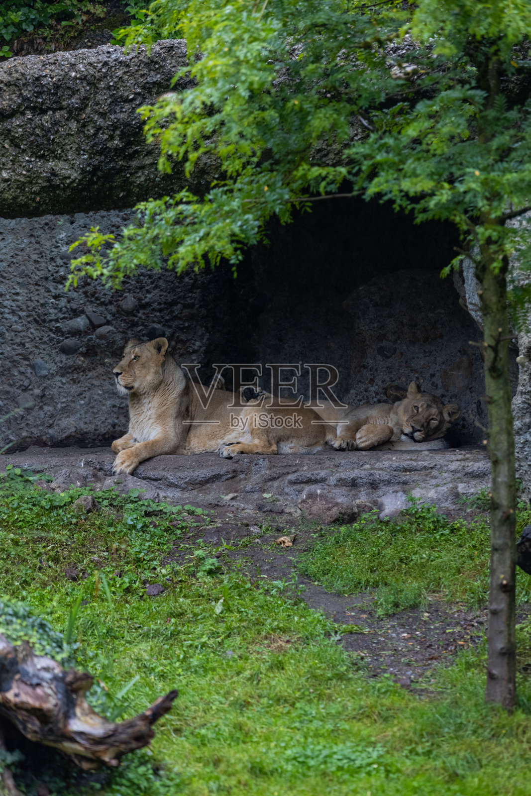 两只狮子正在睡觉，看着观众，等待着它们的食物。一对神奇的狮子在大草原上放松。大自然中威严的动物。照片摄影图片