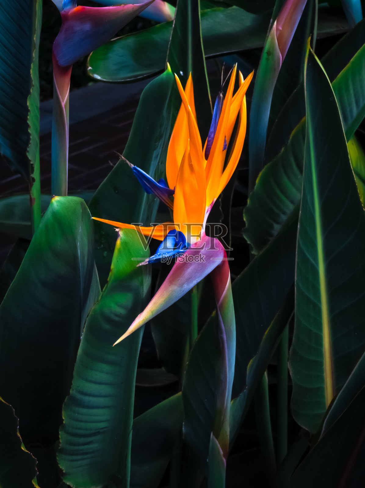 美丽的极乐鸟花特写照片摄影图片