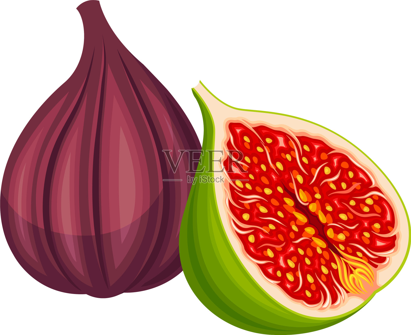 成熟的普通无花果或无花果属植物圆锥果插画图片素材