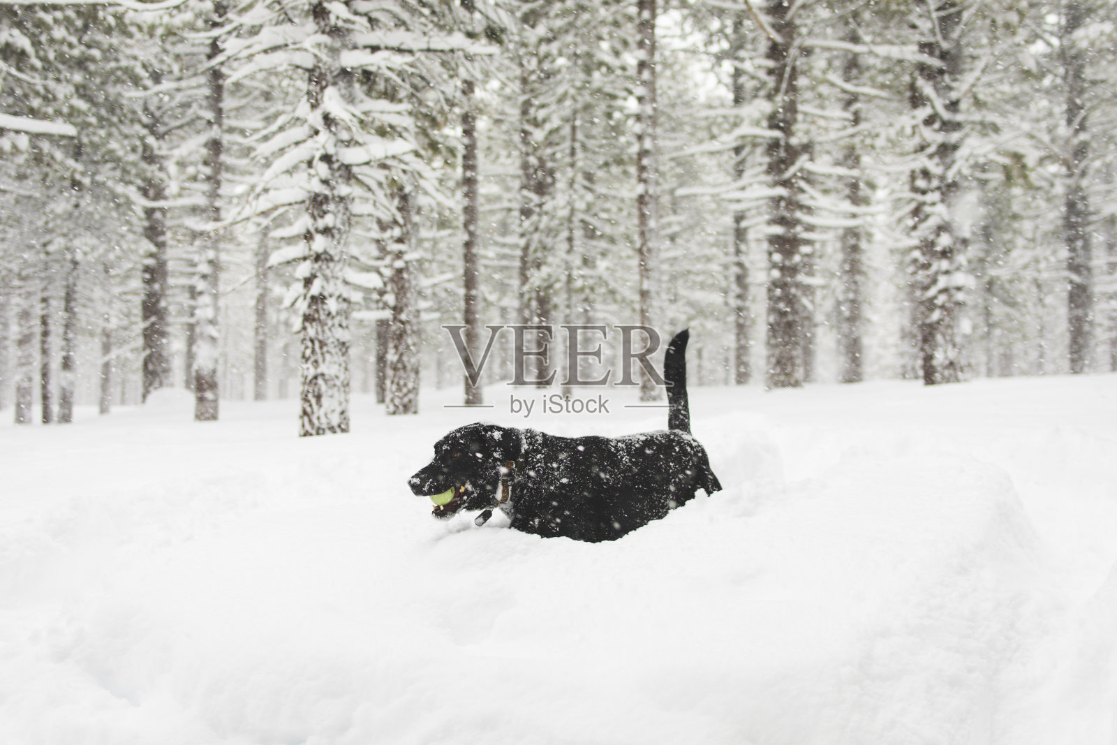 一只狗在雪地里玩球照片摄影图片