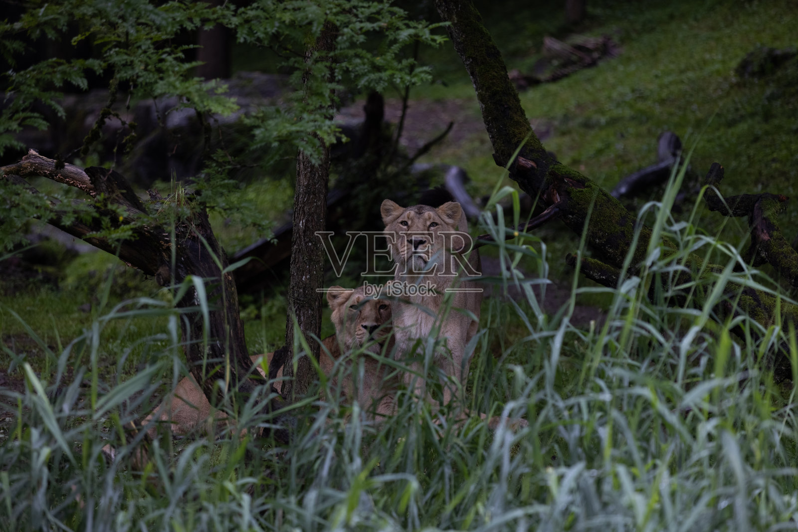一只狮子穿过草地寻找食物。世界上最美丽、最雄伟的动物。大自然之王。神奇的狮子。照片摄影图片