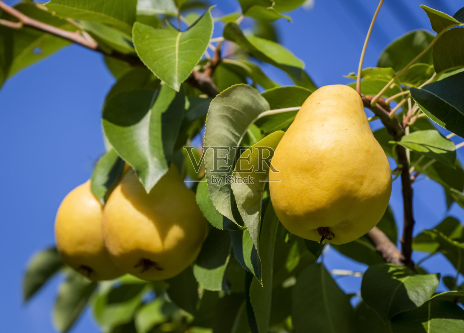 梨子树上照片摄影图片