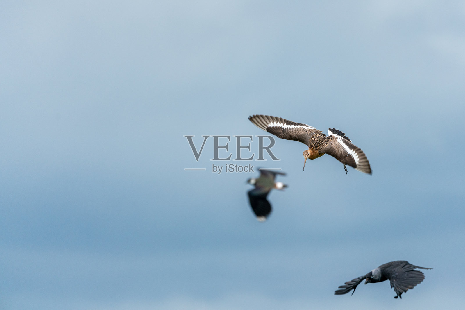 黑人尾随黑尾豫照片摄影图片