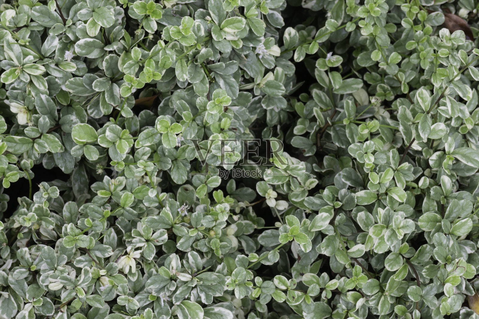 漂亮的零星杂色花园植物照片摄影图片