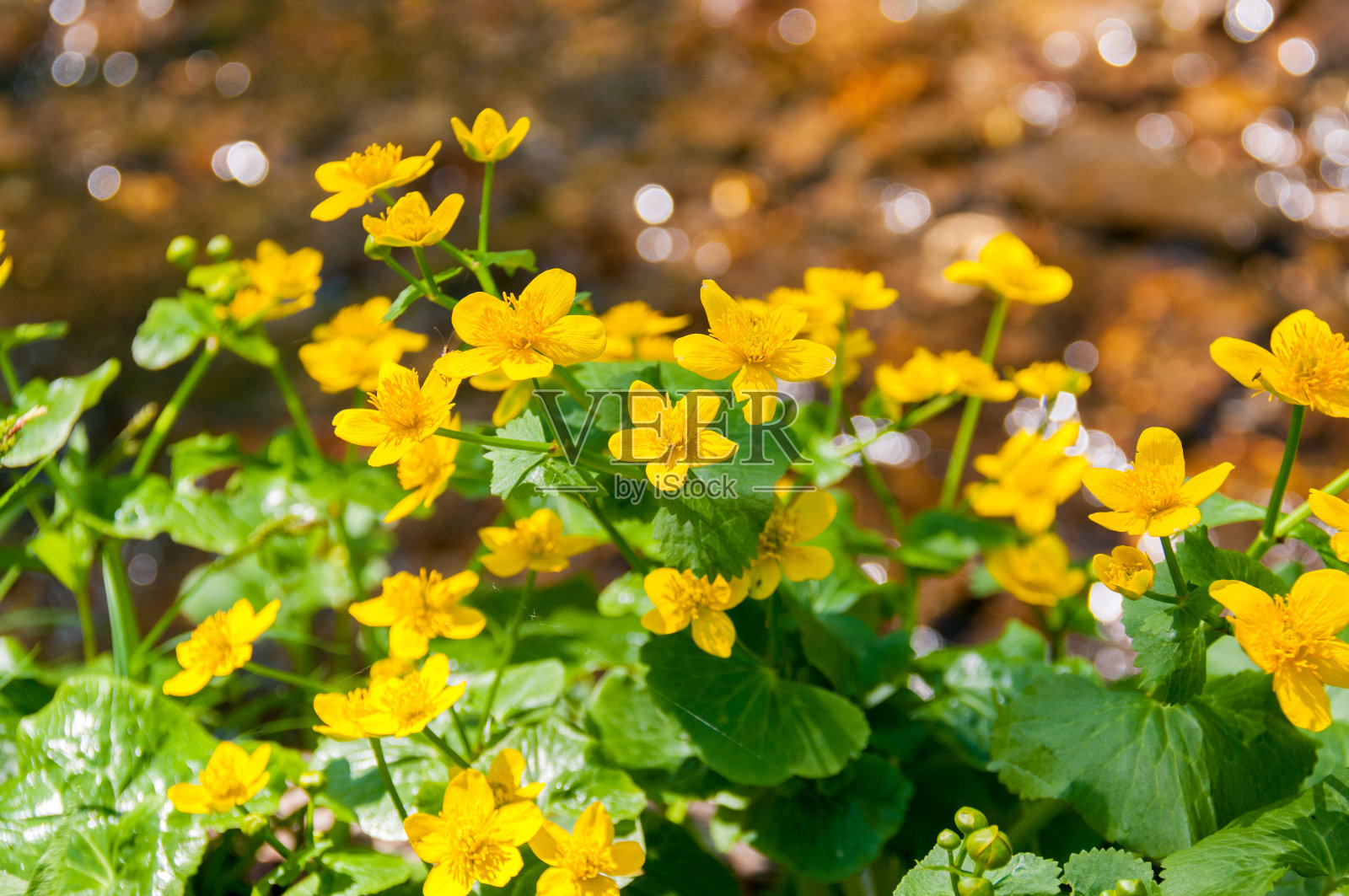 Kaluzhnitsa lesnaya在小溪附近点燃黄色的花朵照片摄影图片