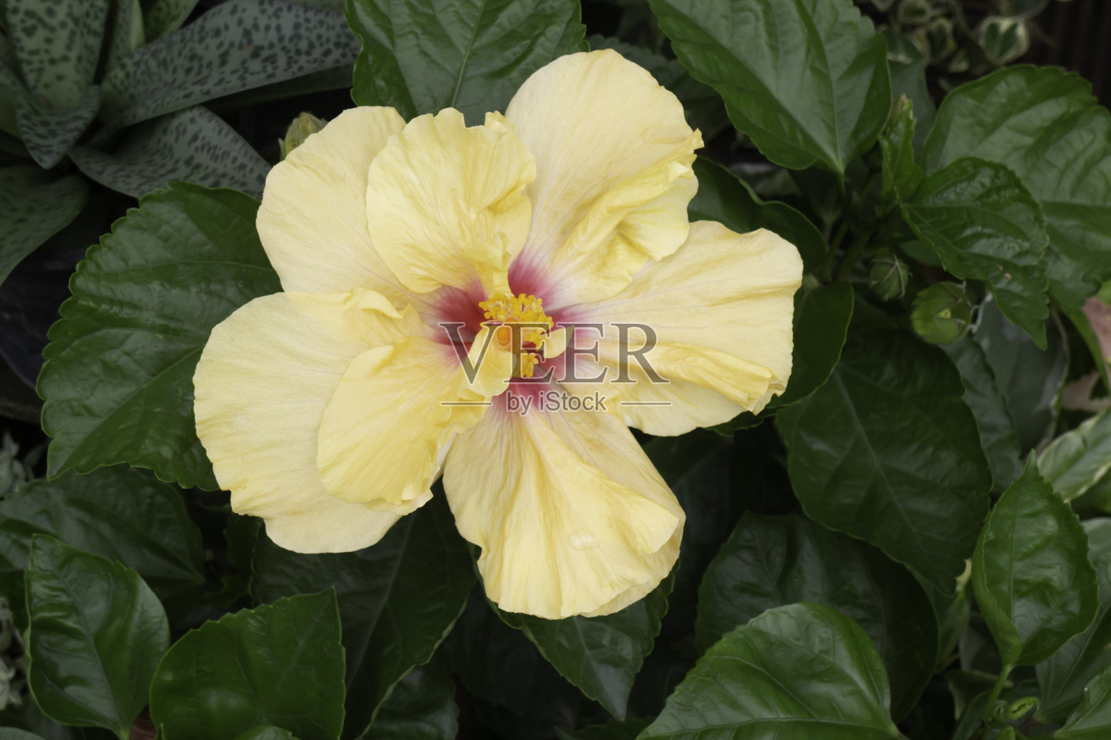 绿色市场出售热带植物盆栽照片摄影图片