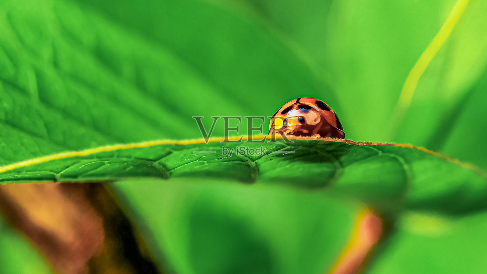 瓢虫照片摄影图片