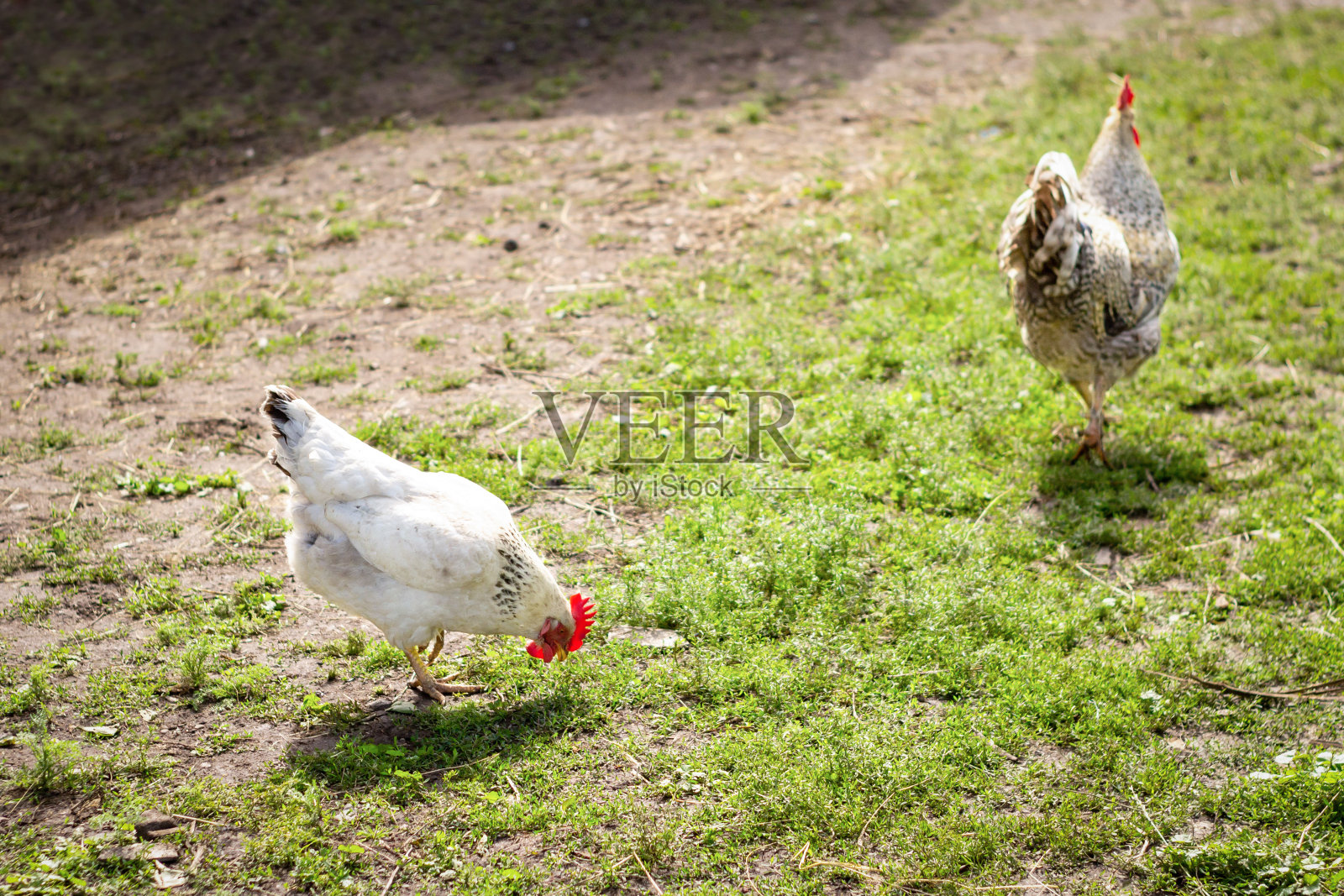 公鸡和母鸡在干草堆里吃东西。公鸡和母鸡在农场享受干草。鸡在一堆稻草在农村农场。照片摄影图片