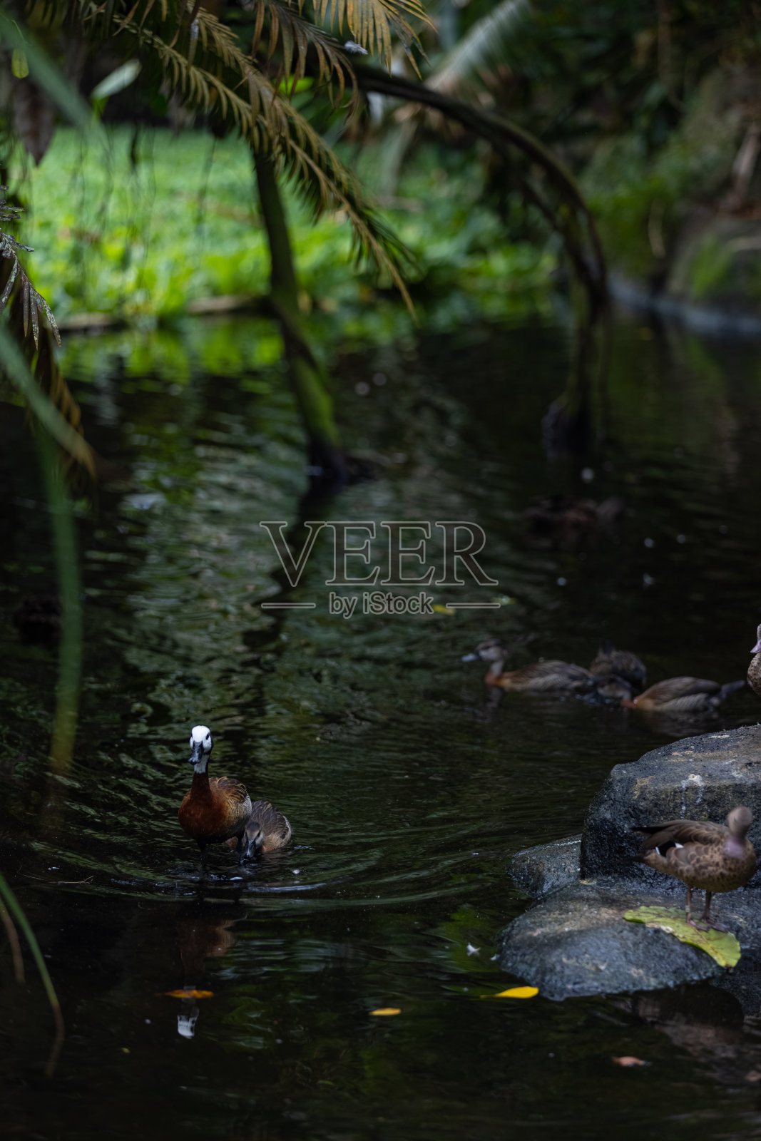 神奇的鸭子停在湖中央的一块岩石上。一些漂亮的鸭子在一起玩耍，玩得很开心。小鸭子在学游泳。照片摄影图片