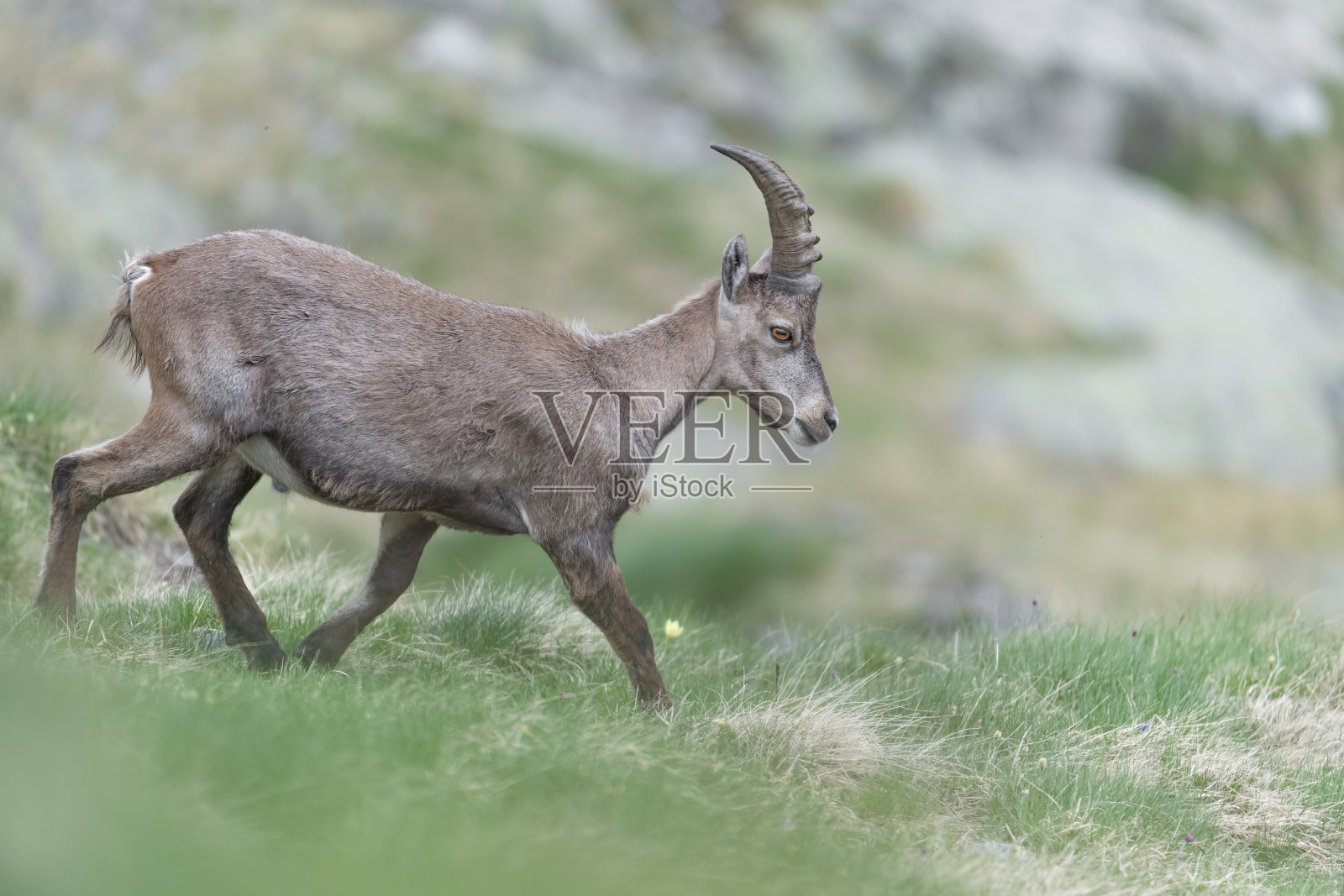 阿尔卑斯雄性野山羊下山(卡普拉野山羊)照片摄影图片