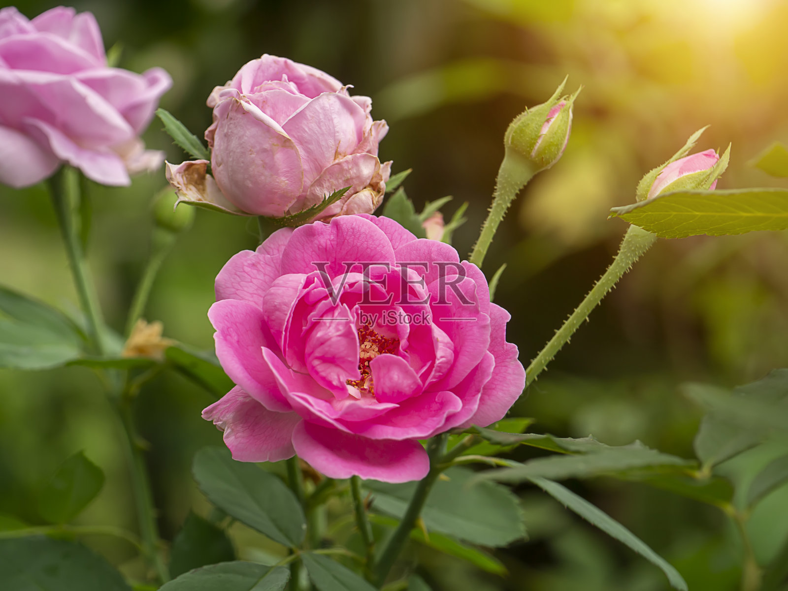 关闭粉红色锦缎玫瑰花与模糊的背景。照片摄影图片