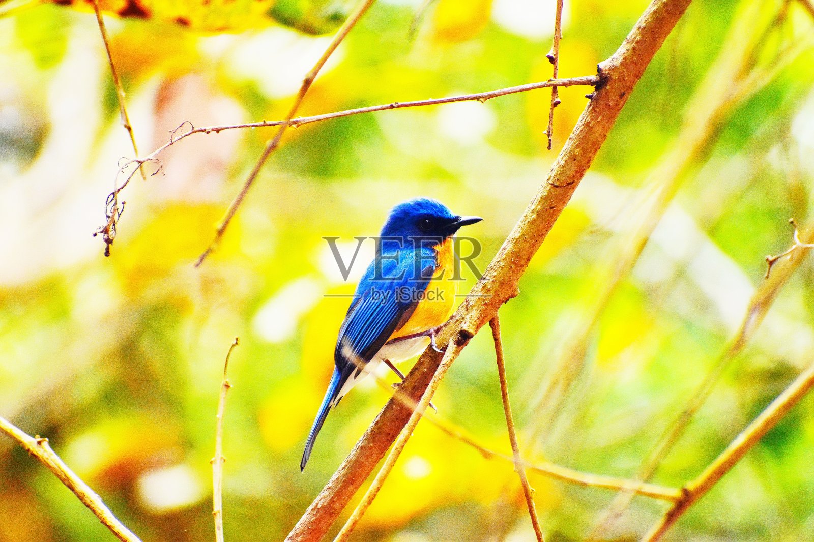 一只可爱的小鸟照片摄影图片