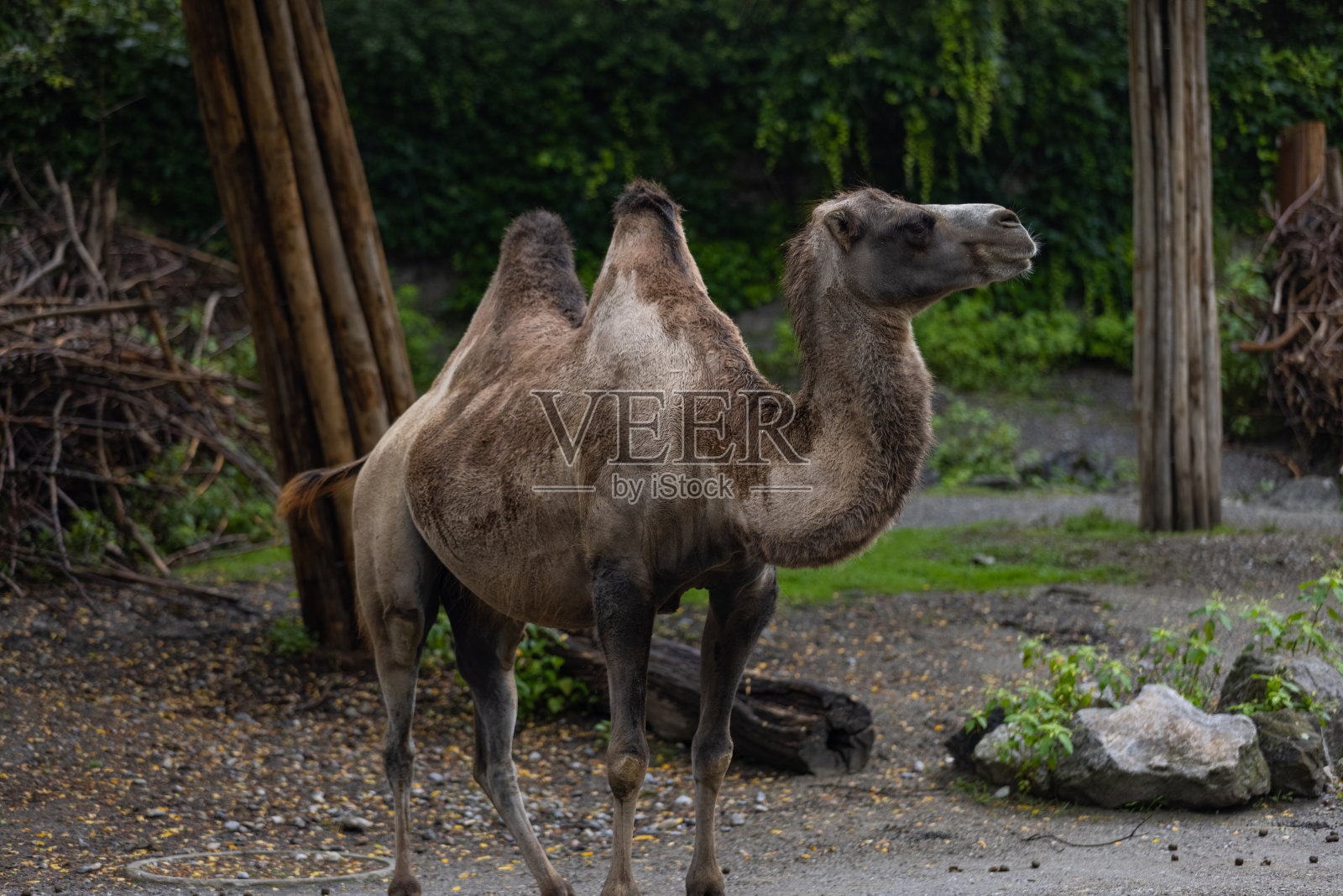 一只神奇的骆驼正在穿越大草原。骆驼的身体里有这么多天的水。非洲的一种奇妙的动物。照片摄影图片