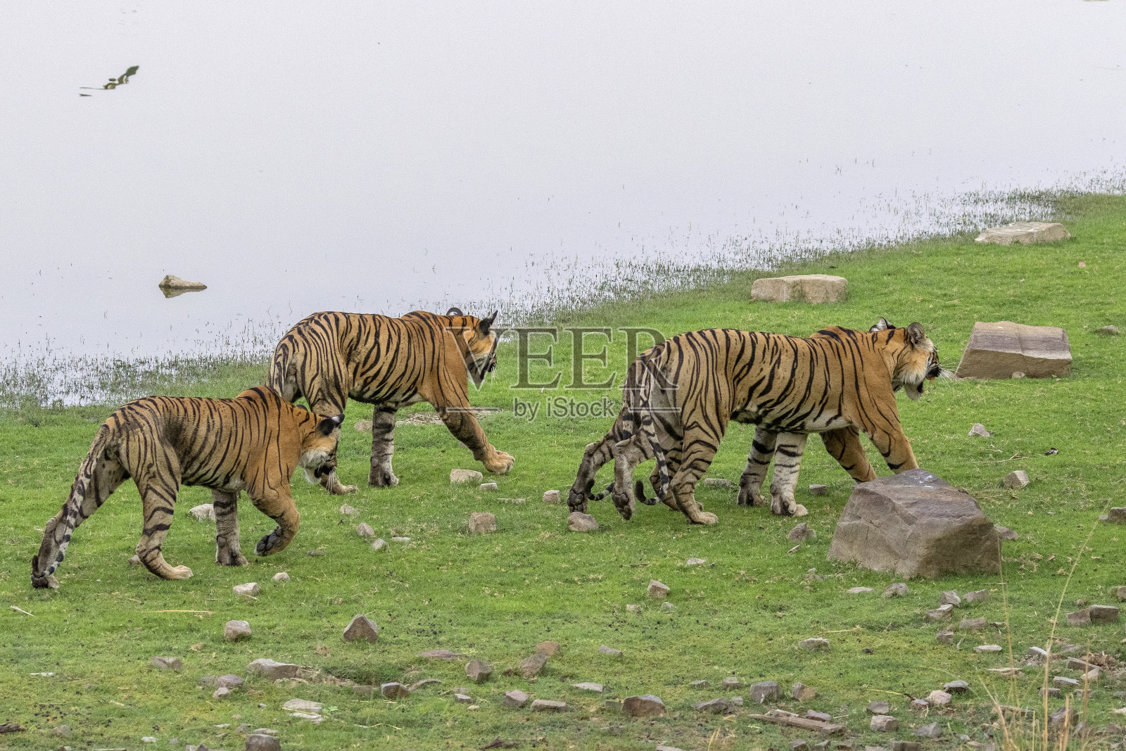 皇家孟加拉虎正在行动。照片摄影图片