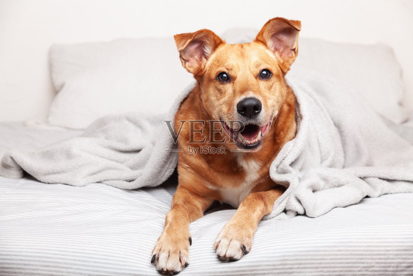 快乐的姜混血狗在豪华明亮的颜色斯堪的纳维亚风格卧室与特大号床。宠物友好酒店或家庭房间。照片摄影图片