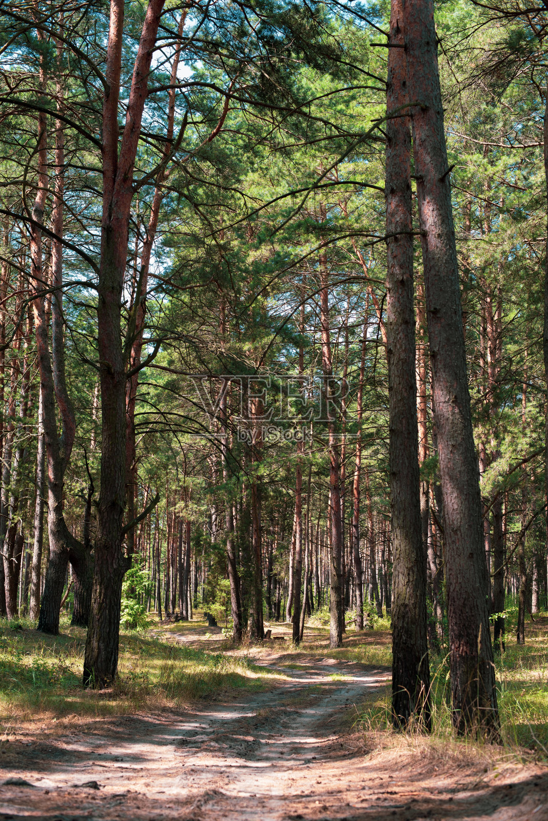 森林里的松树照片摄影图片