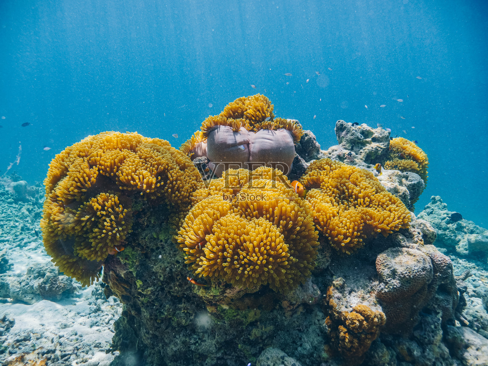 水下观看鱼在珊瑚礁附近游泳照片摄影图片