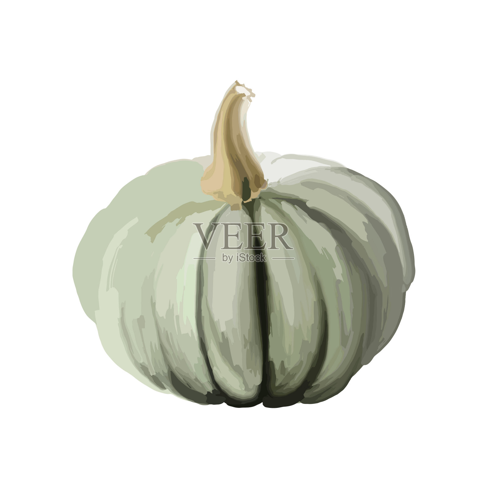 丰满的白绿色南瓜插画图片素材