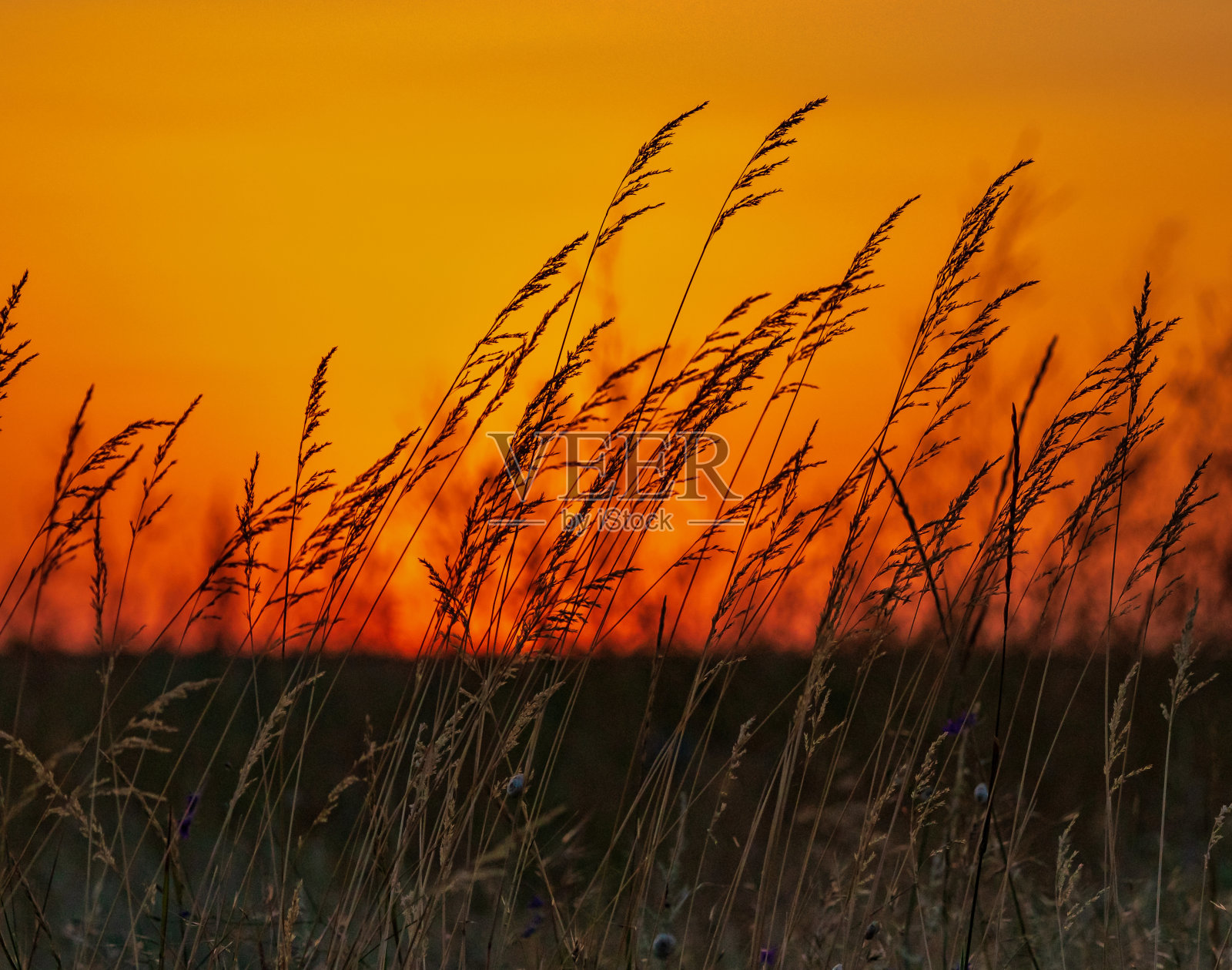 落日背景上的一片草地照片摄影图片