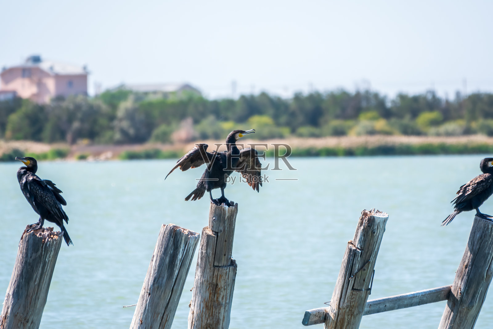 大鸬鹚，Phalacrocorax carbo，在风中晾干翅膀。照片摄影图片