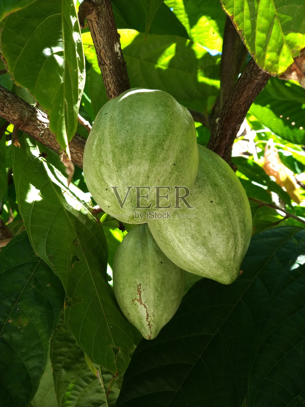 三重可可照片摄影图片