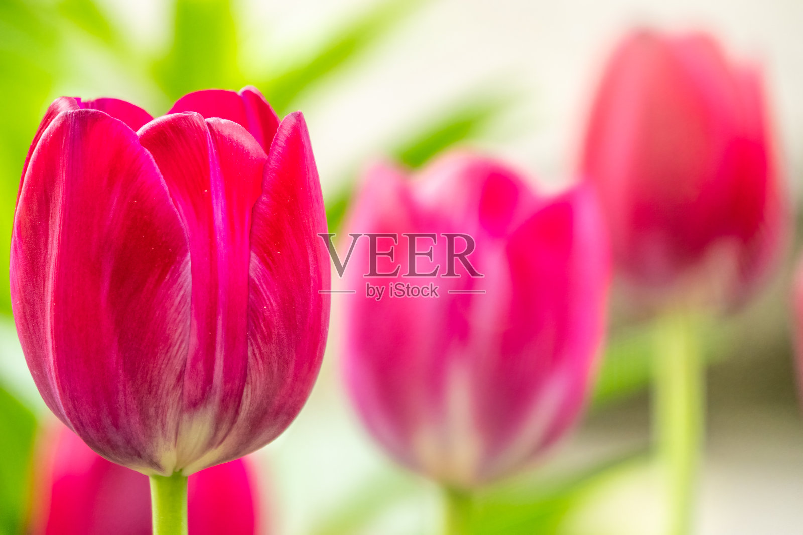 五颜六色的红色郁金香在春天的花园里盛开照片摄影图片