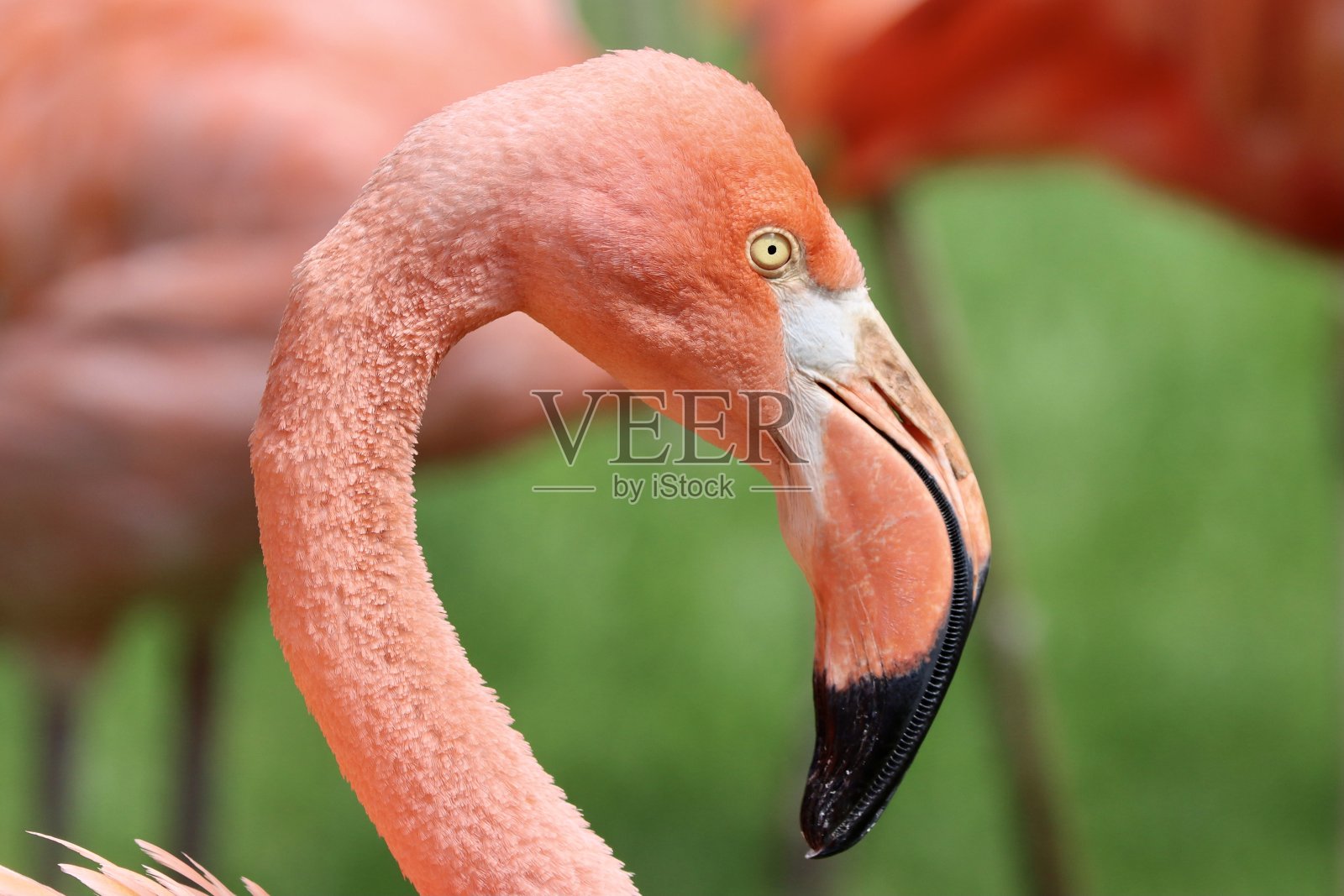 动物照片摄影图片