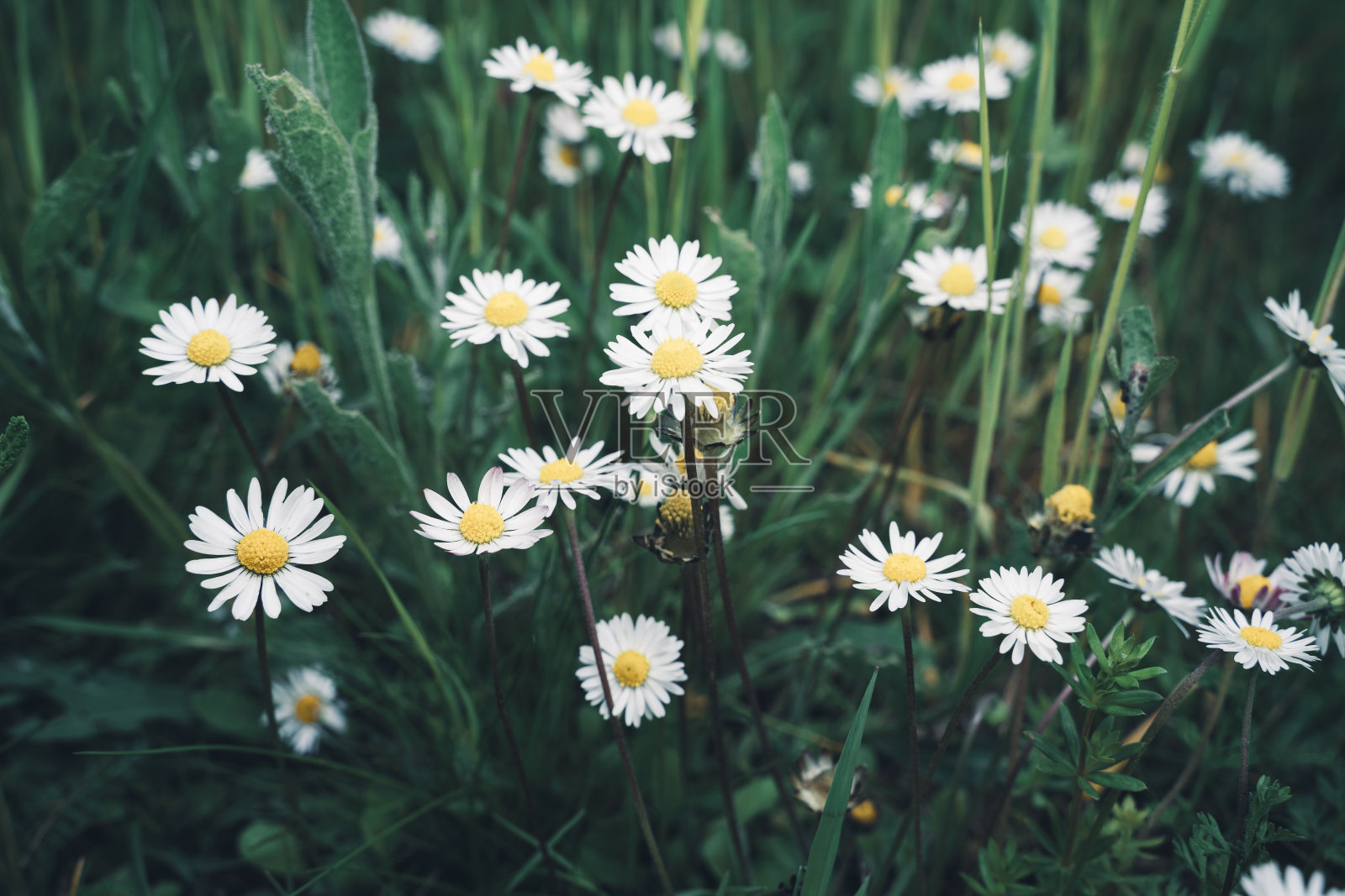 绿色的麦秆间有许多雏菊照片摄影图片