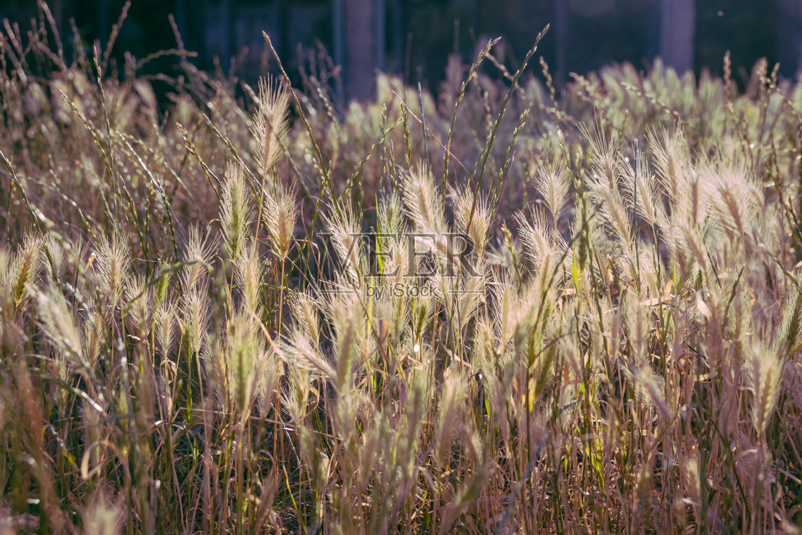 枯草天空夏日日落。日落时枯黄的草照片摄影图片