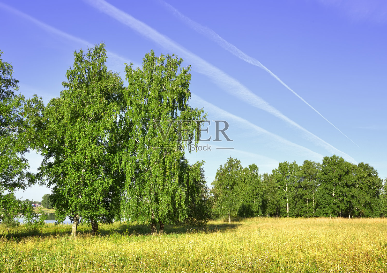 夏天田野里的桦树照片摄影图片