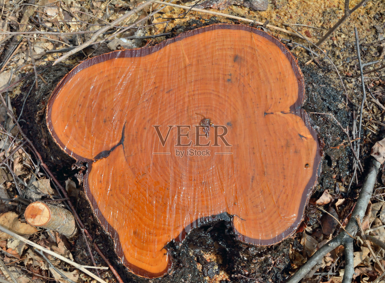 切的桦树照片摄影图片