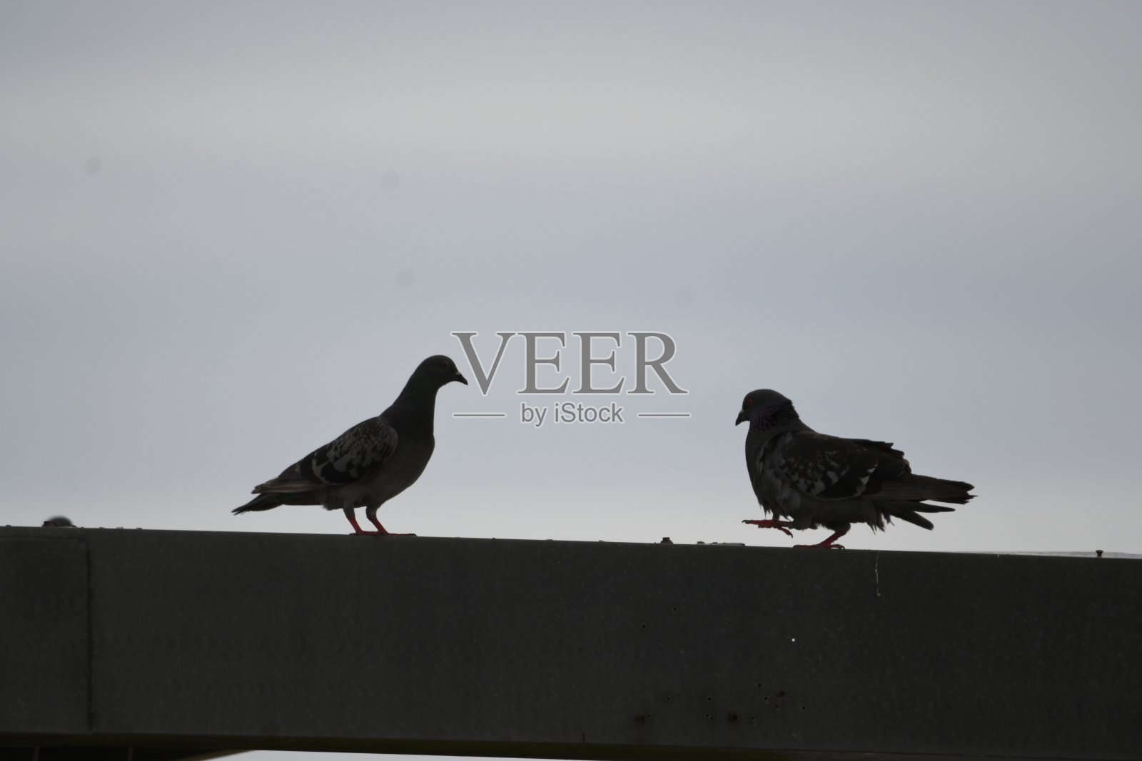2只鸽子-屋顶上的剪影照片摄影图片