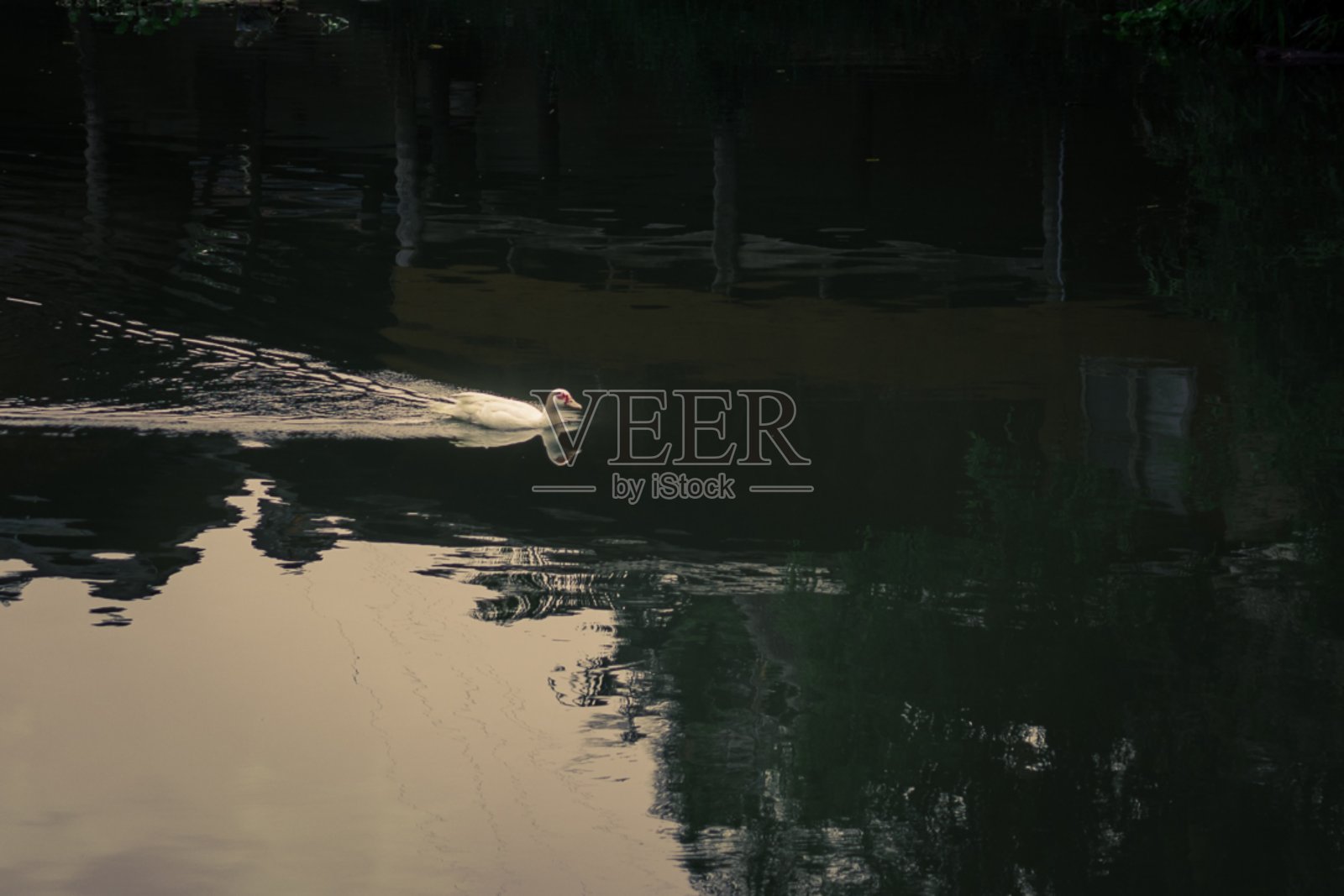 鸭子在运河里游泳照片摄影图片