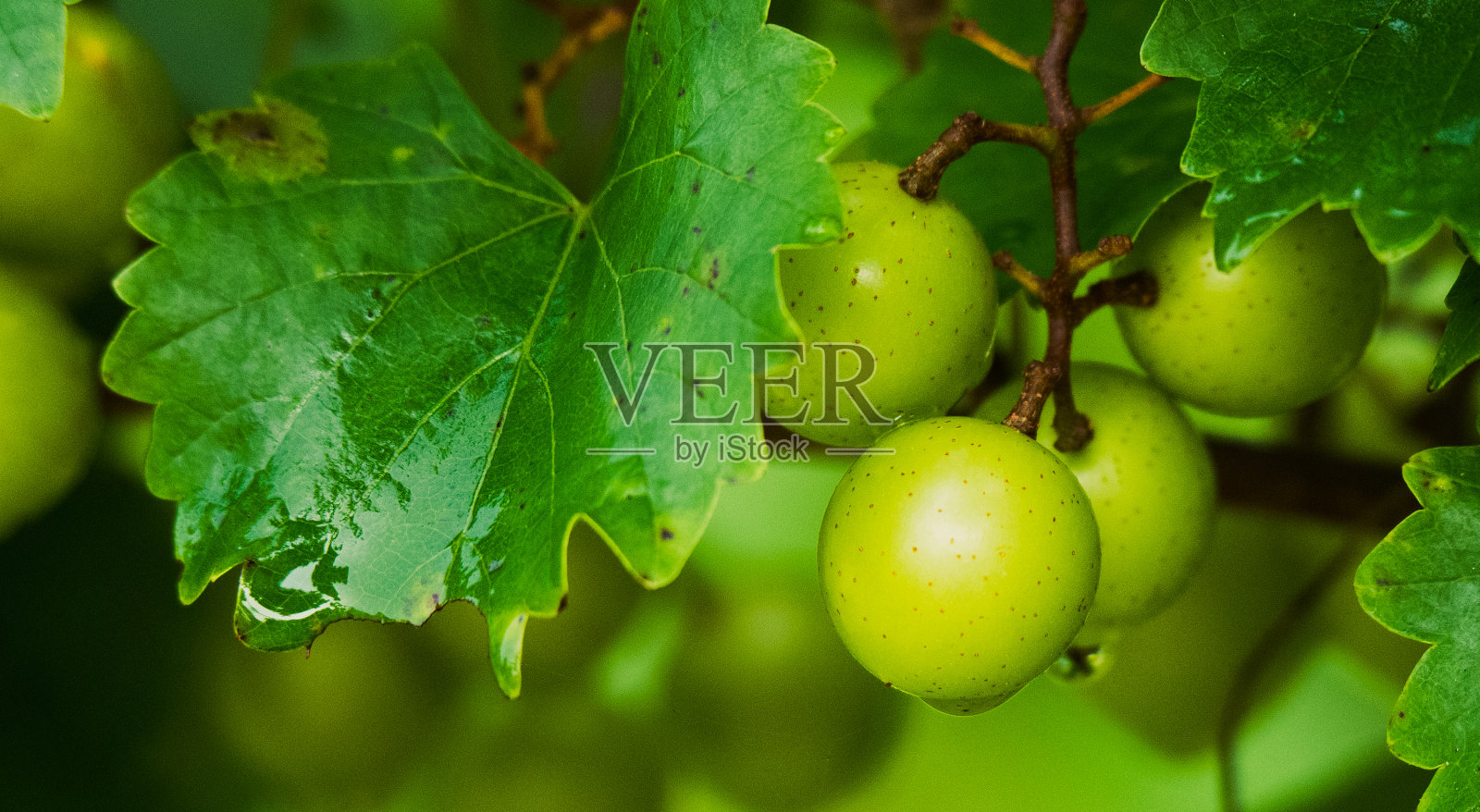 道夫斯基岛的葡萄藤上的葡萄照片摄影图片