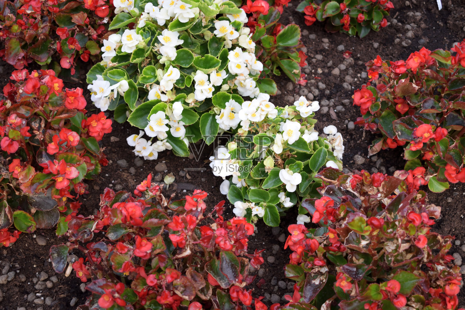 白色和红色的花照片摄影图片