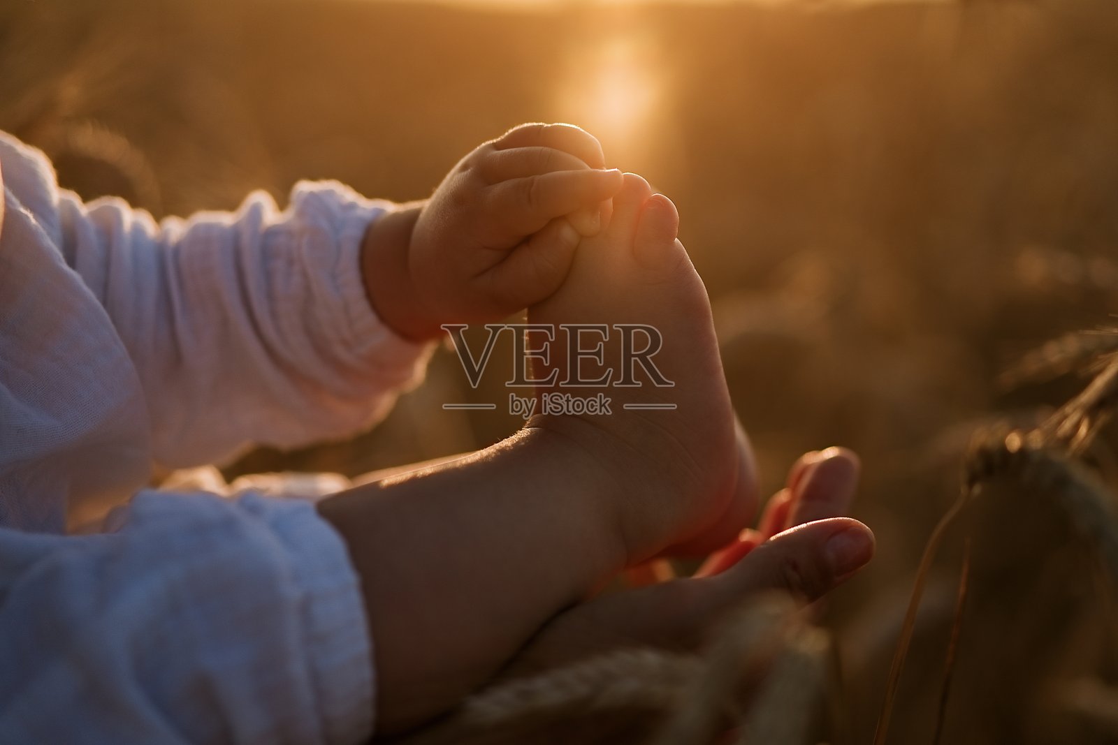 可爱的小脚在麦田里照片摄影图片