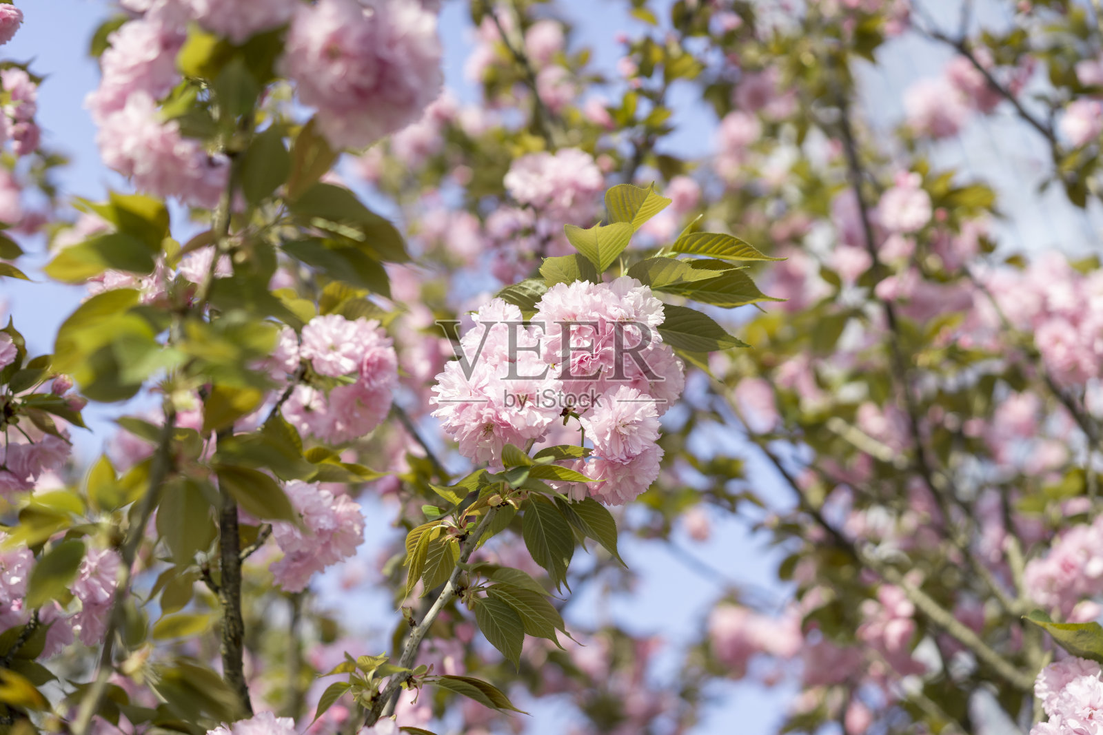 春天的樱花照片摄影图片