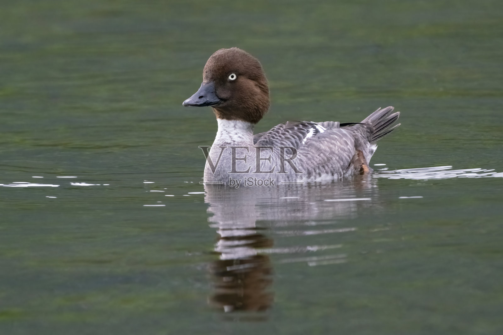 白颊鸭鸭照片摄影图片