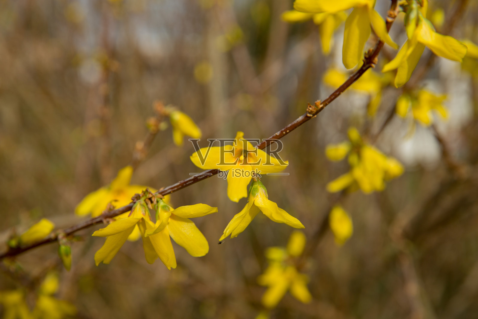 连翘开花照片摄影图片