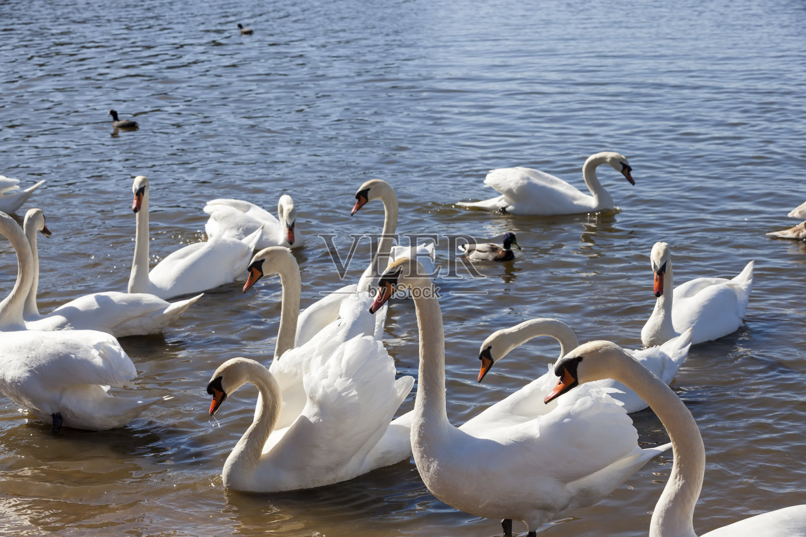 水面上漂浮着一群白天鹅照片摄影图片