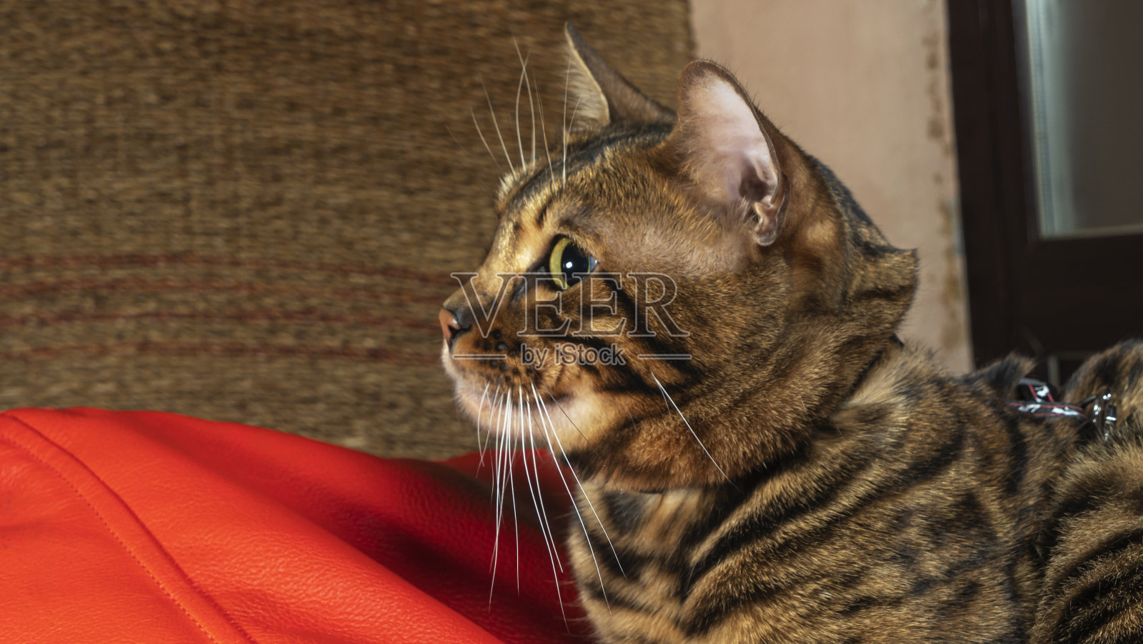 可爱的金色孟加拉猫躺在红色枕头上放松。家畜的概念。照片摄影图片