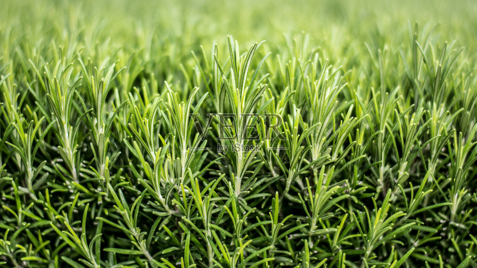 大量的绿色迷迭香芽6照片摄影图片